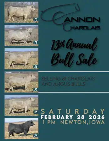 Cannon Charolais 2026 Bull Sale Catalog
